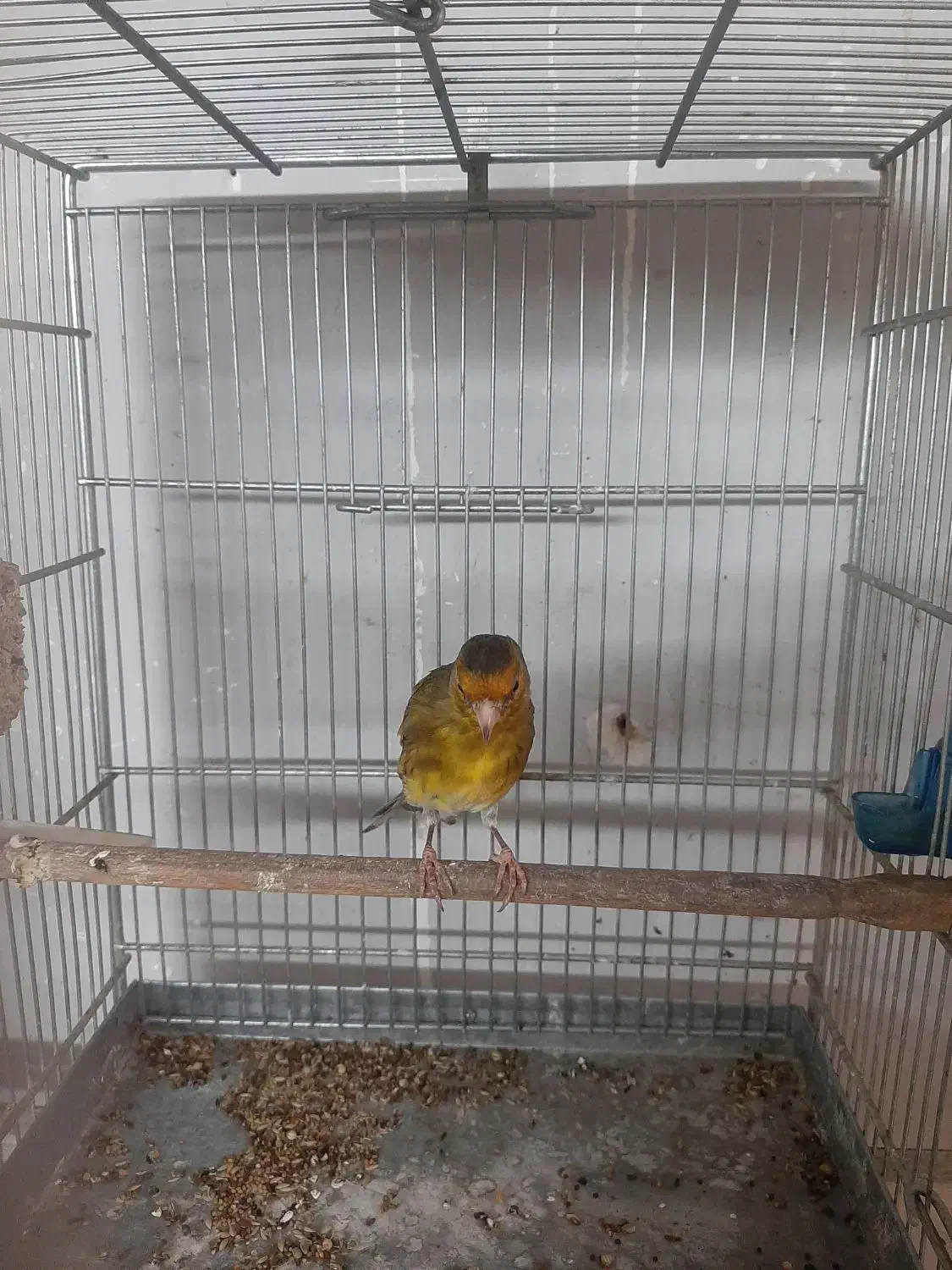 فروش یک عدد سهره قناری|پرنده|فردیس, شهرک شهید حسینی|دیوار