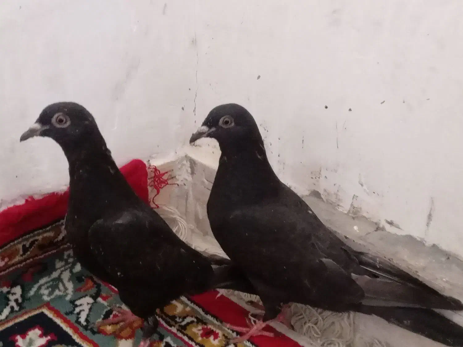 جفت جوجه پلاکی سیاه|پرنده|خورموج, |دیوار