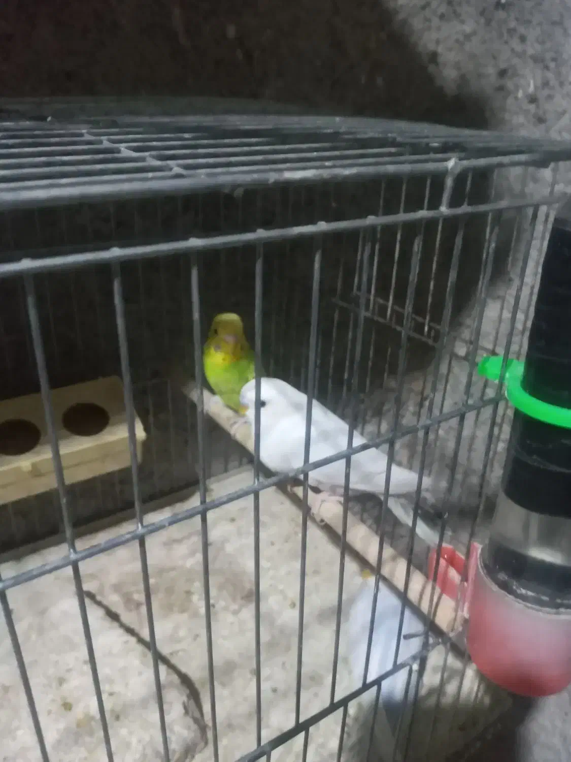 فروش مرغعشق|پرنده|داراب, |دیوار