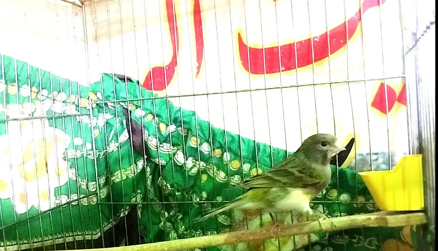 قناری نر بخون  سینه سرخ آماده جف گیری|پرنده|مشگین شهر, |دیوار