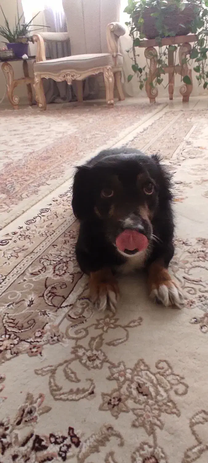 واگذاری سگ|سگ|پردیس, فاز ۸|دیوار