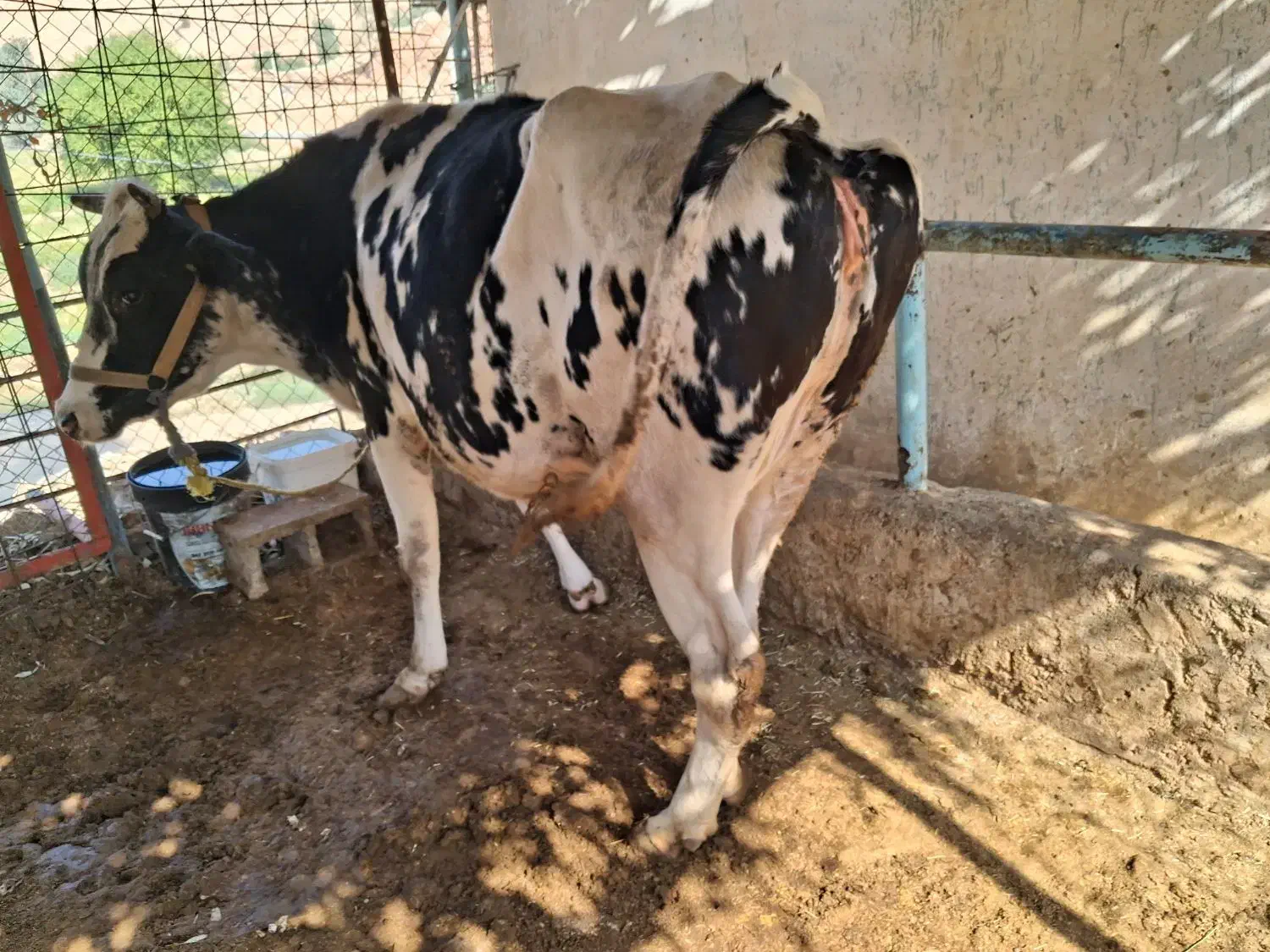 بزه گاو برای فروش برای اطلاعات بیشتر تماس بگرید|حیوانات مزرعه|مسجد سلیمان, |دیوار