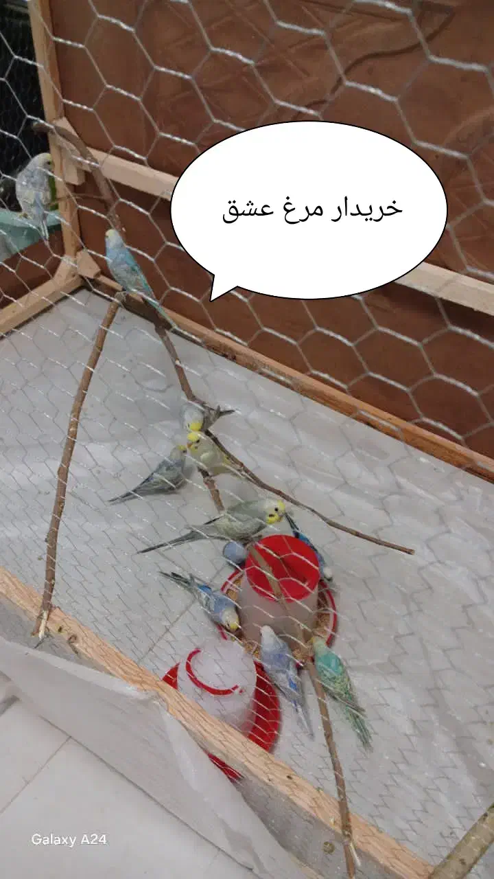 مرغ عشق پرنده|پرنده|مریوان, |دیوار