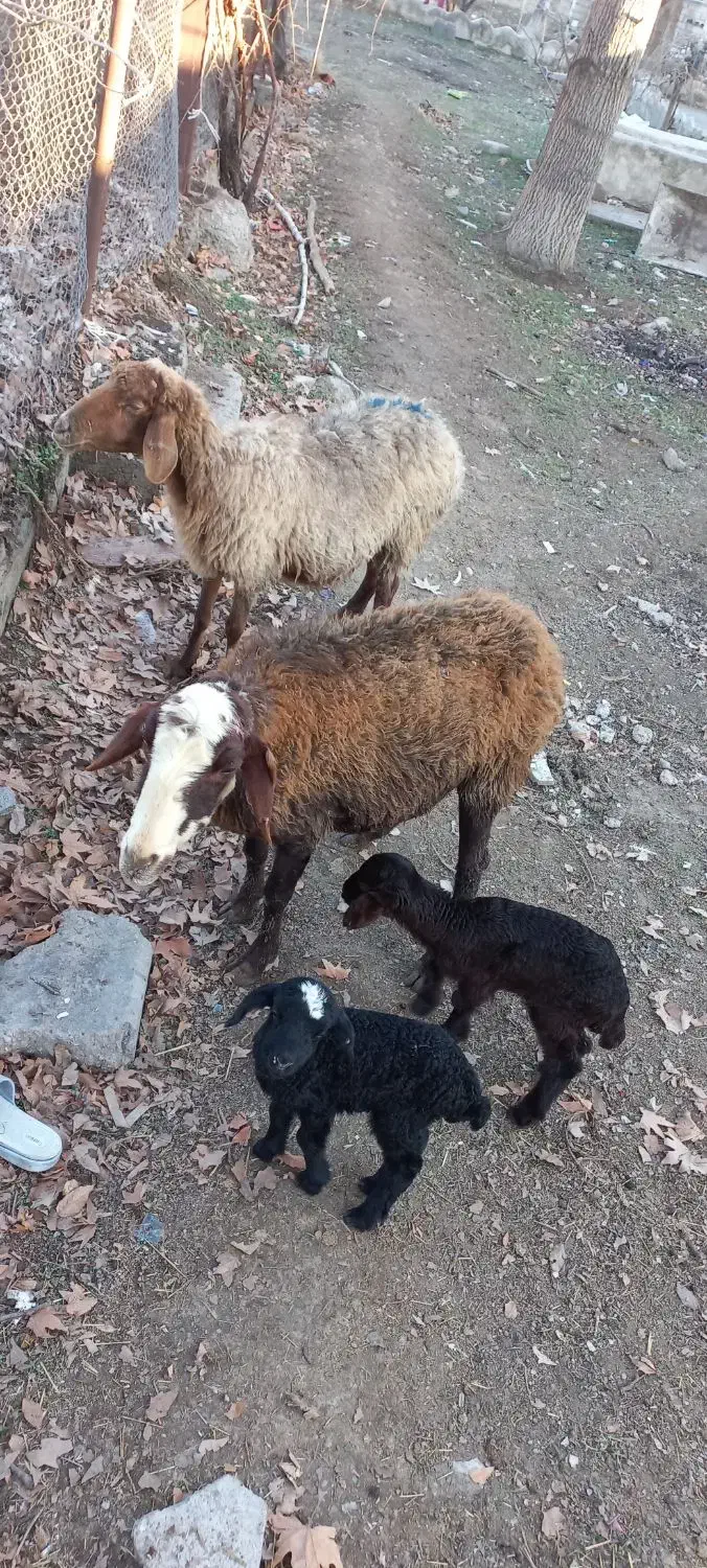 میش زایده|حیوانات مزرعه|هشتگرد, تهران دشت|دیوار