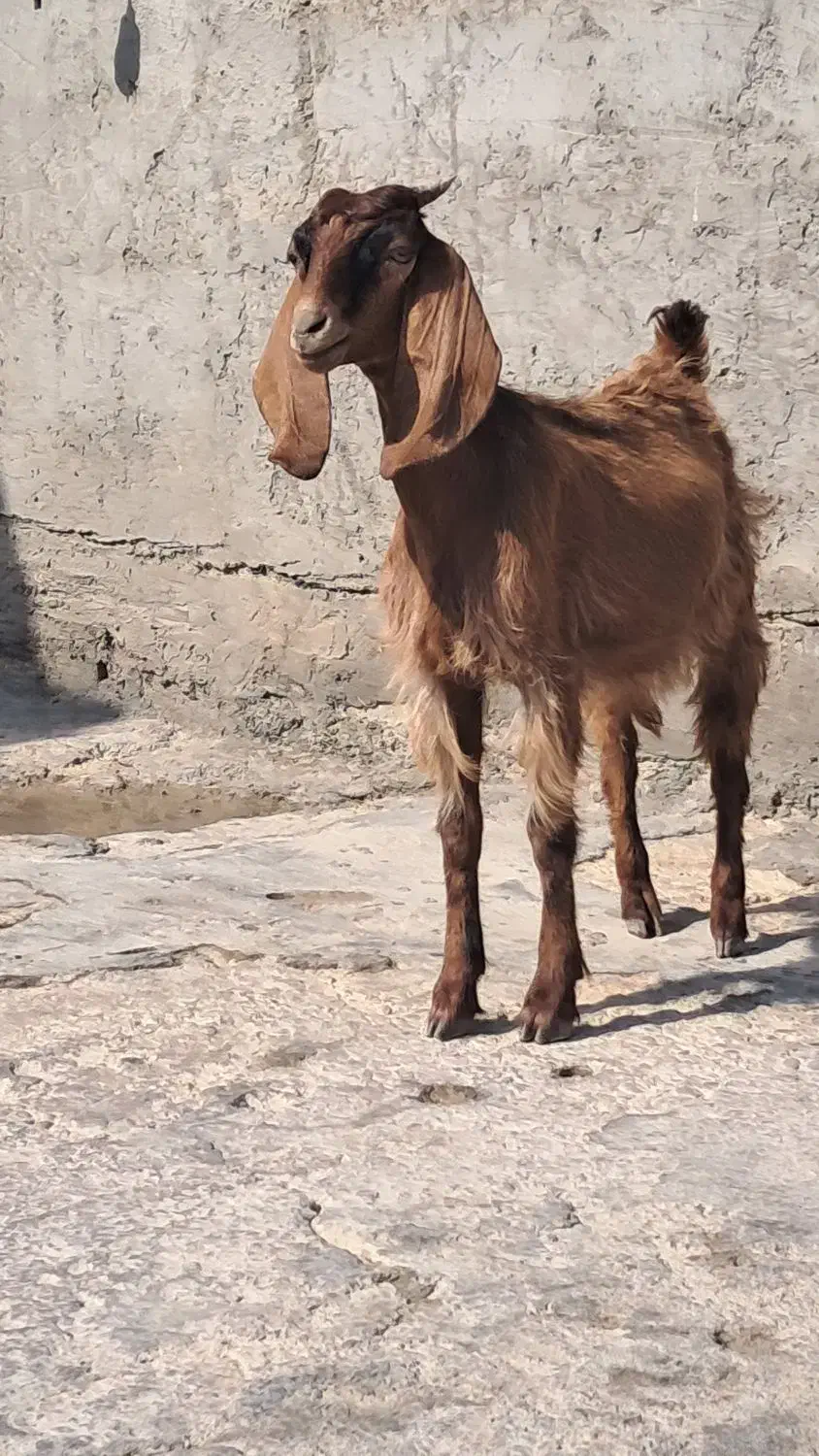 بزماده|حیوانات مزرعه|بندر ماهشهر, |دیوار