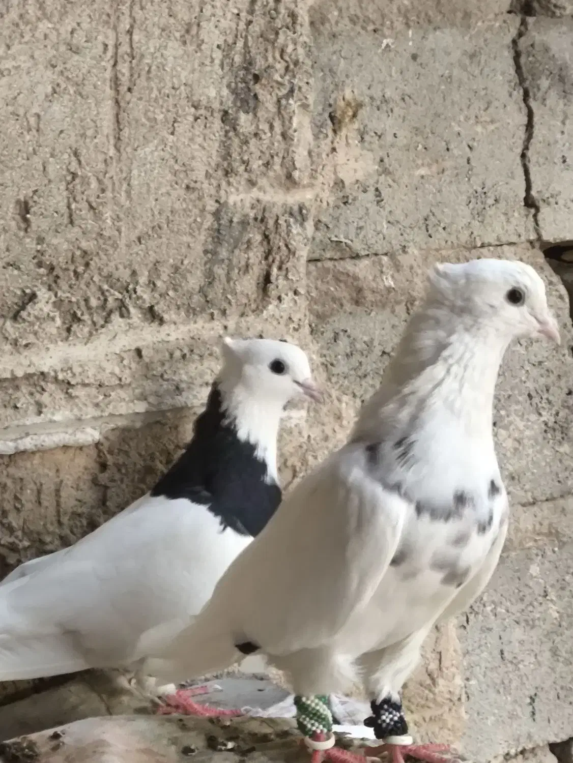 کبوتر طوقی|پرنده|بوشهر, |دیوار