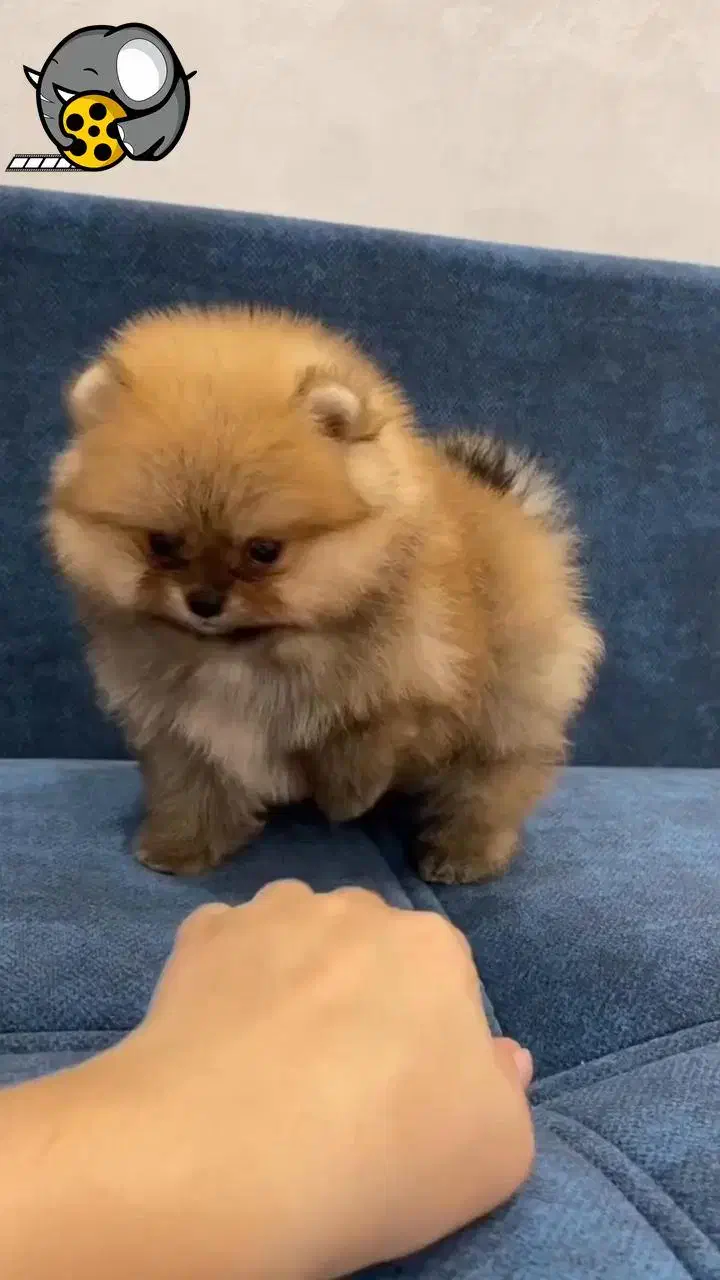 پامرانین و پودل اصیل و عروسکی|سگ|اصفهان, سیچان|دیوار