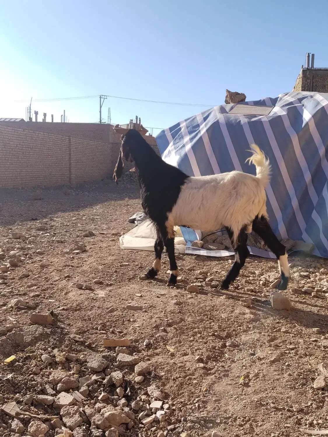 چپش بز بزغاله میش|حیوانات مزرعه|نجفآباد, حومه نجف آباد|دیوار