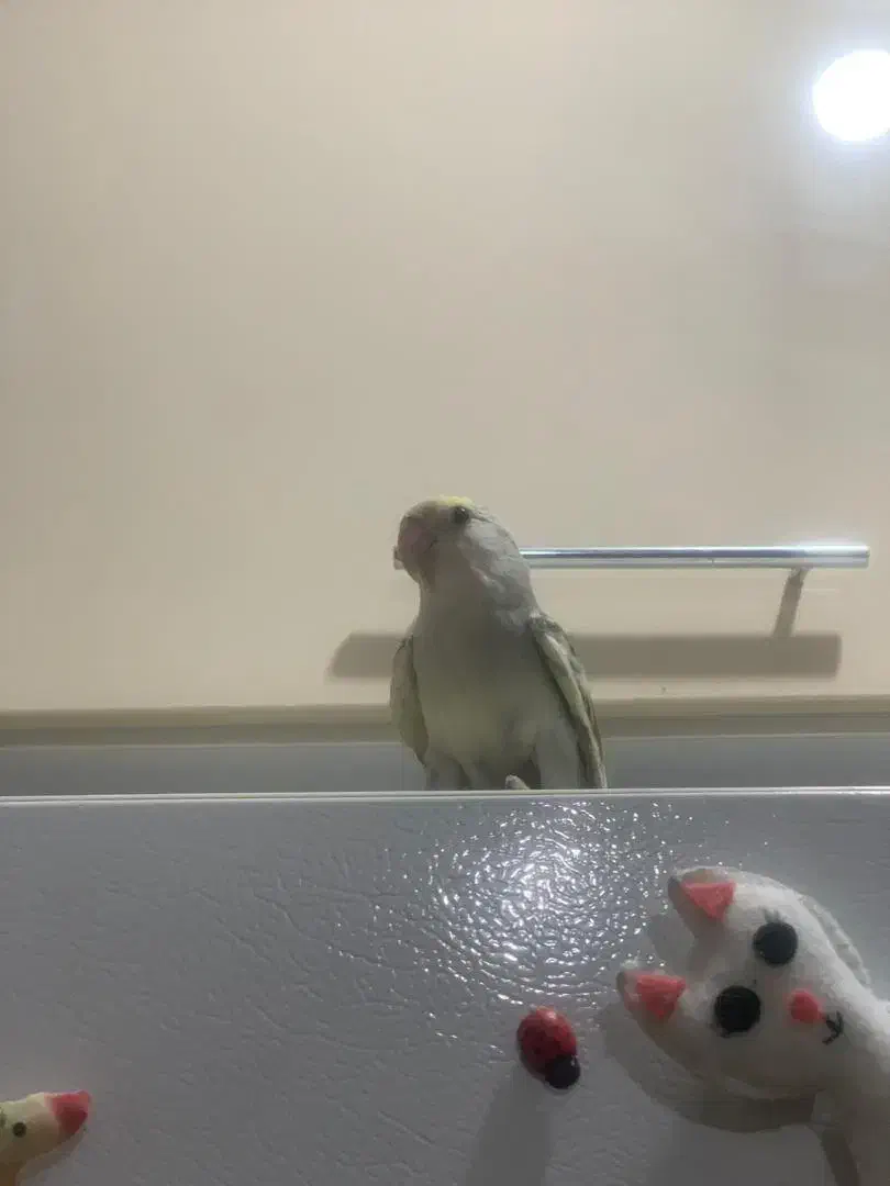 فروش  کوتوله دستی|پرنده|مهر, |دیوار