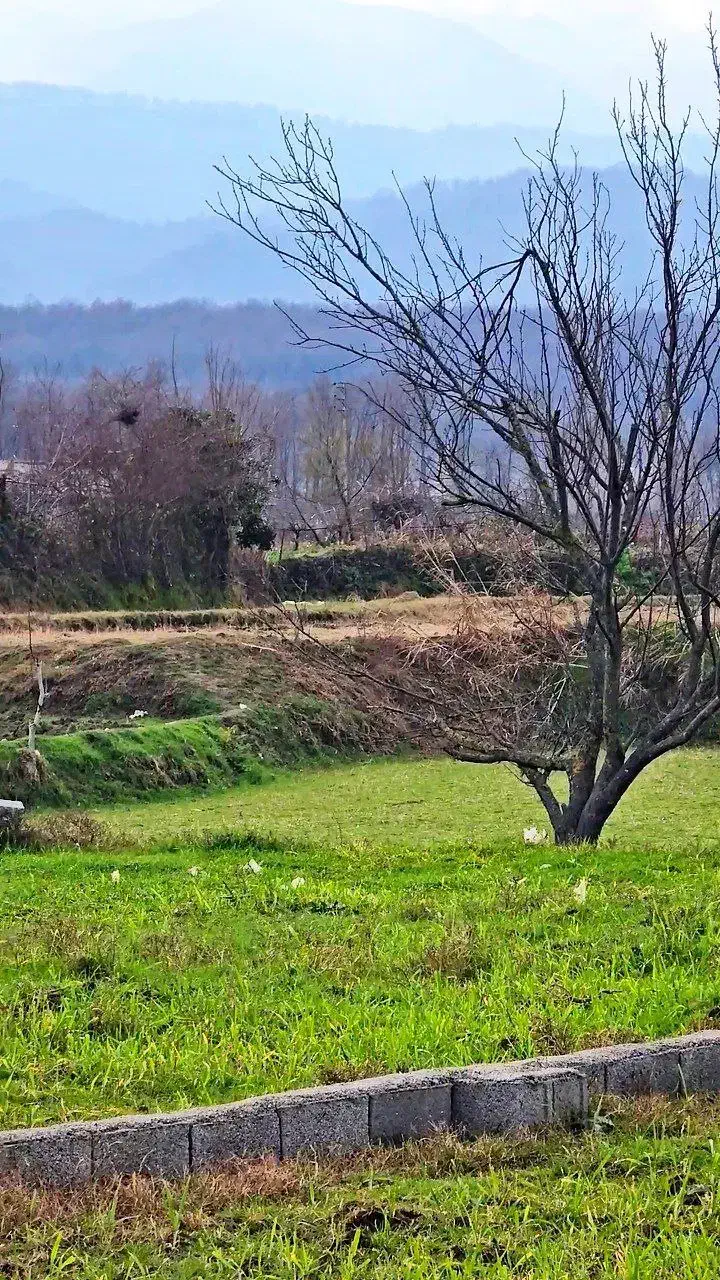 سرمایه گذاری(زمین ۶۰۰متری) اقساط۱۲ماهه|فروش زمین و ملک کلنگی|امامزاده عبدالله, |دیوار
