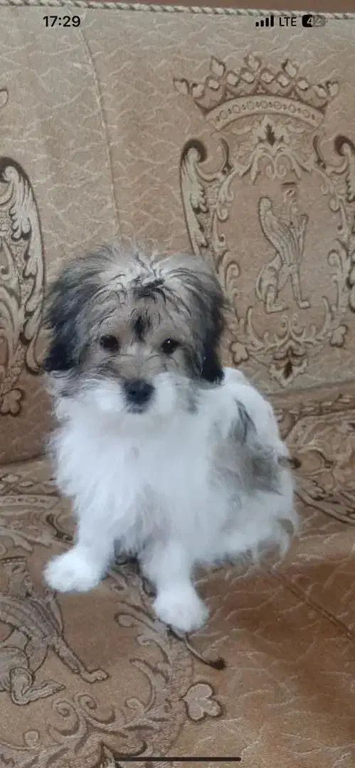 واگذاری توله شیتزو|سگ|چالوس, |دیوار