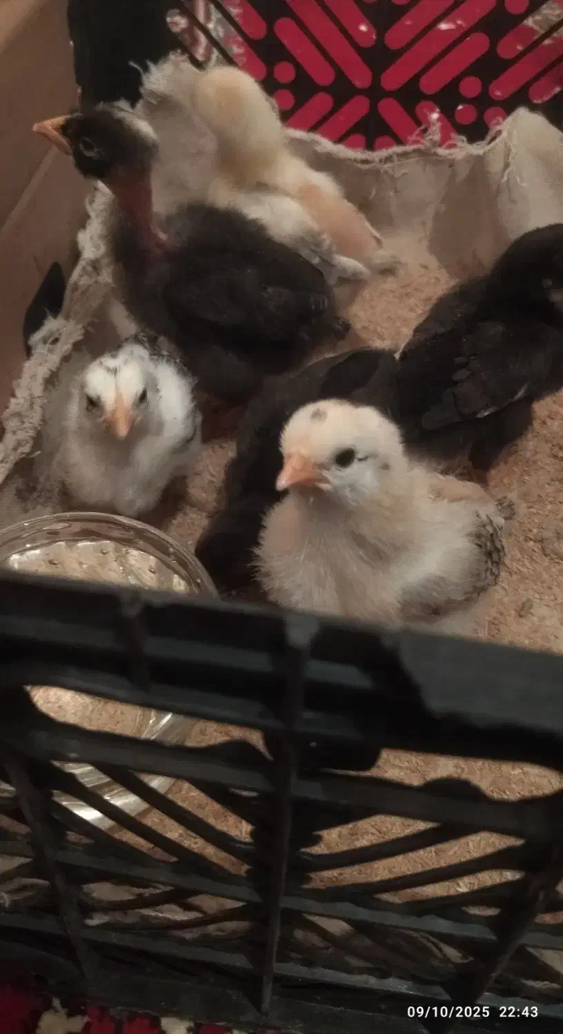 جوجه مرغ محلی و اجاره دستگاه جوجه کشی|حیوانات مزرعه|یاسوج, |دیوار