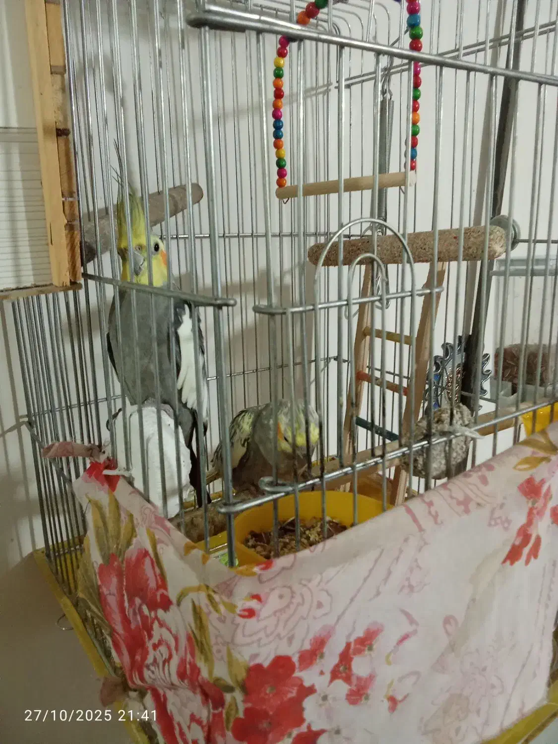 عروس هلند مولدبا قفس|پرنده|قرچک, داوود آباد|دیوار