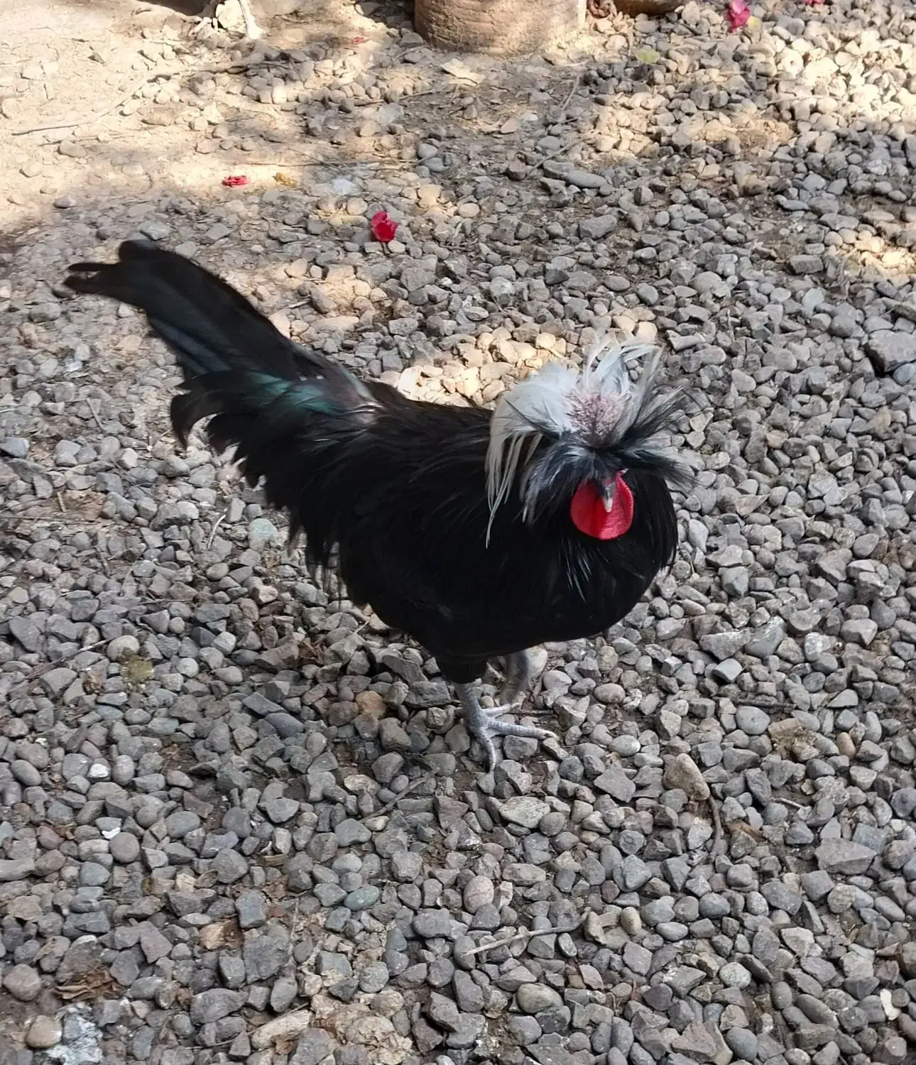 خروس  لهستانی اصل ۸ماهه جوان|حیوانات مزرعه|رشت, گلزاران|دیوار