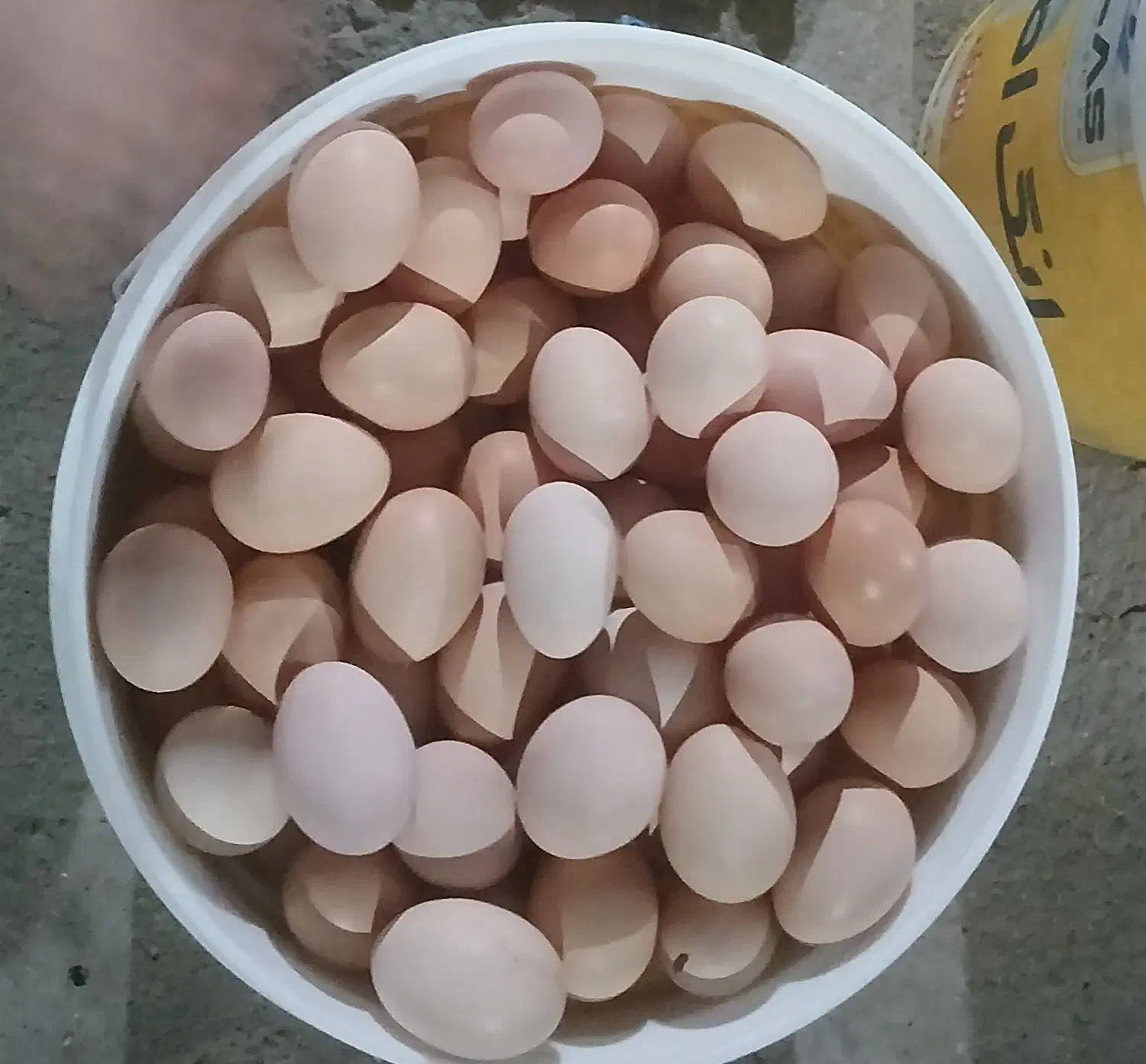 تخم مرغ محلی(رسمی) تازه و به روز از درب مرغداری|خوردنی و آشامیدنی|تهران, شهرک غرب|دیوار