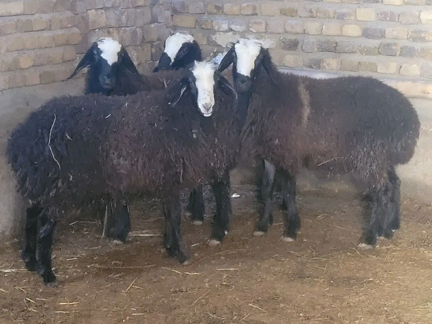 گوسفند|حیوانات مزرعه|قزوین, |دیوار