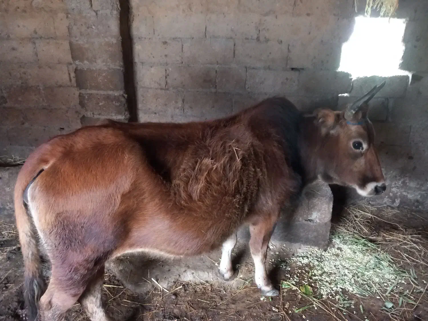گاو۷ماه شکم|حیوانات مزرعه|صومعه‌سرا, |دیوار