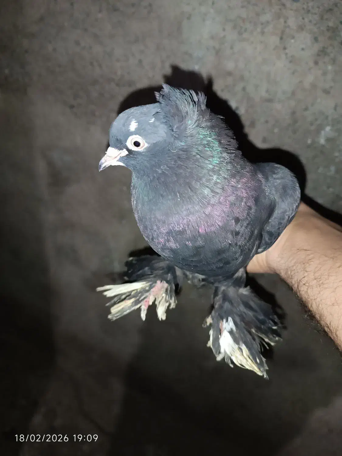 کبوتر|پرنده|تبریز, |دیوار