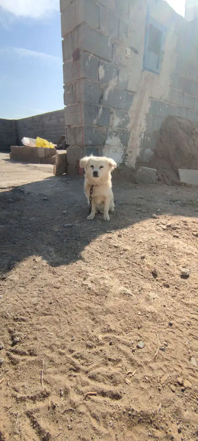 سگ ماده فروشی|سگ|آران و بیدگل, |دیوار