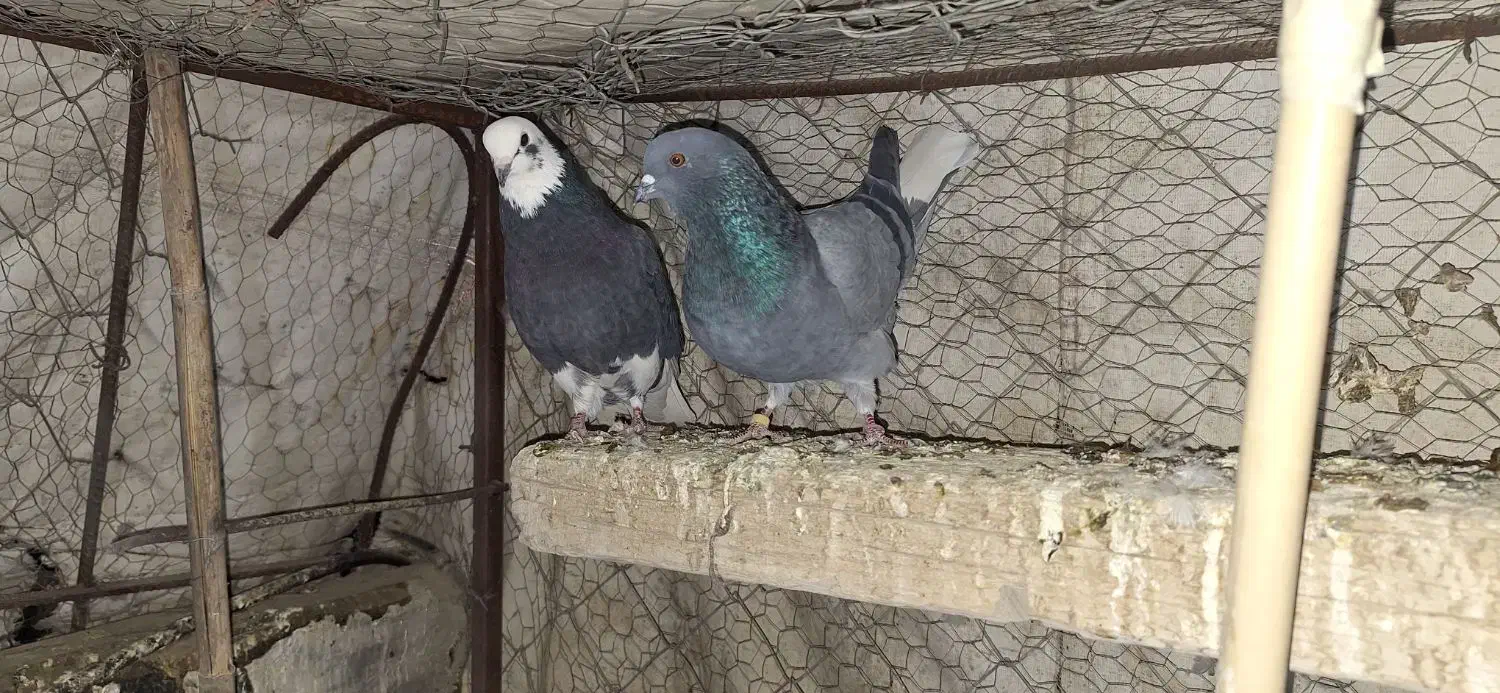 نزدیک ۴۰ تا کفتر پرشی یه جا ۸ تومن تخفیفم میدم|پرنده|نظرآباد, حسن آباد سالم|دیوار