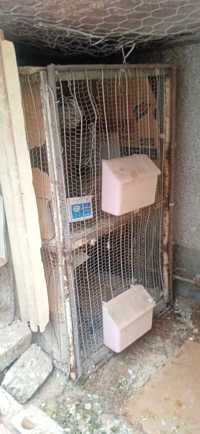 جفتگاه|لوازم جانبی حیوانات|بیرجند, |دیوار