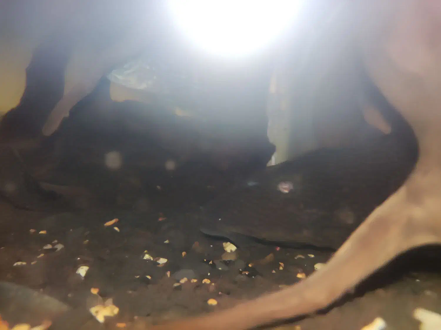 ماهی اسکار لجن خار چوب آب نوس  اکواریم بخاری|ماهی|هشتگرد, فاز ۲ مهستان|دیوار