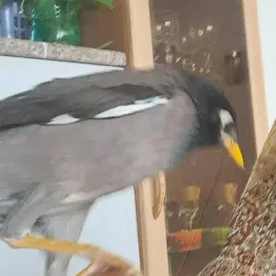 گمشده .مژدگانی پرندهمینا|پرنده|اصفهان, ارزنان|دیوار