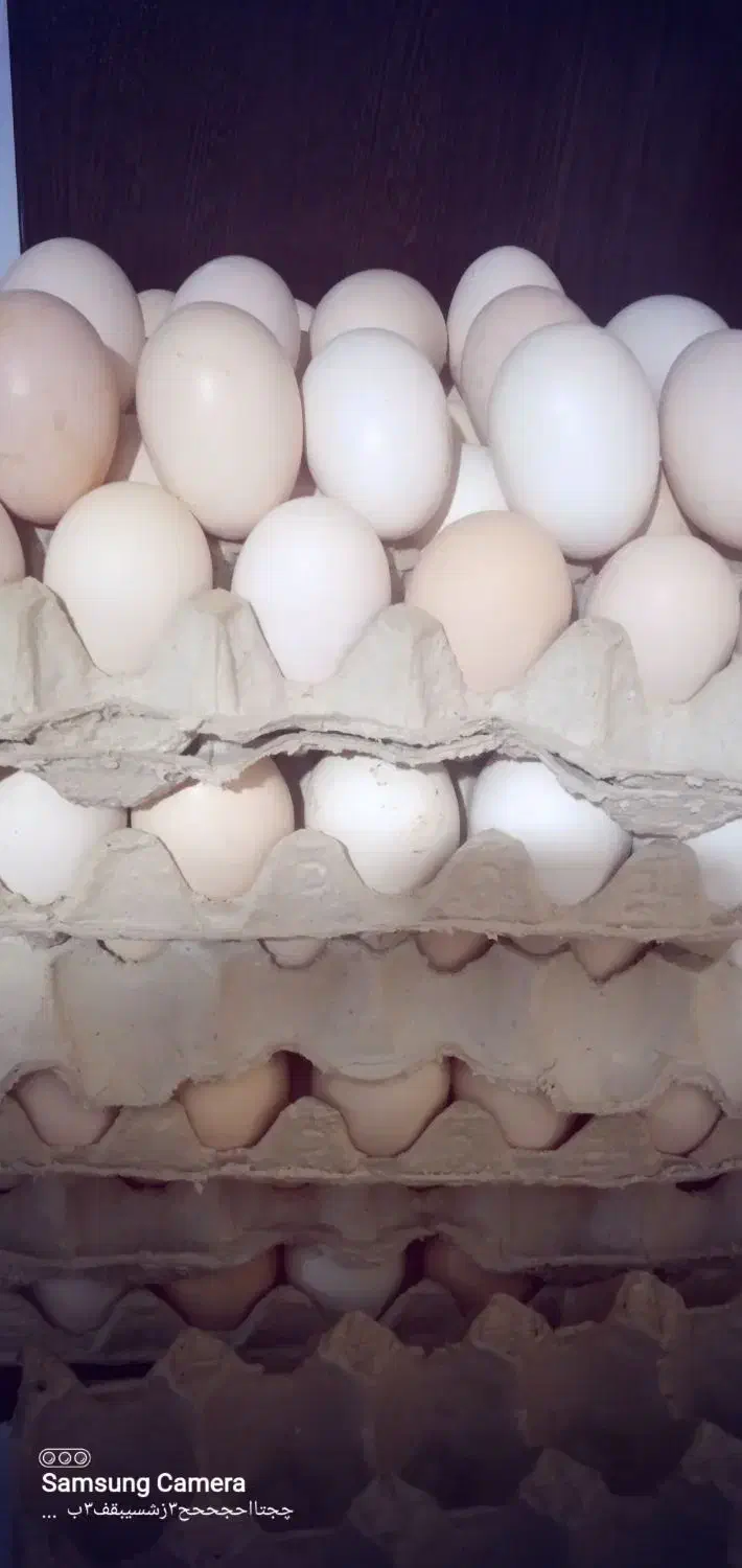 تخم مرغ محلی|خوردنی و آشامیدنی|شاهرود, |دیوار
