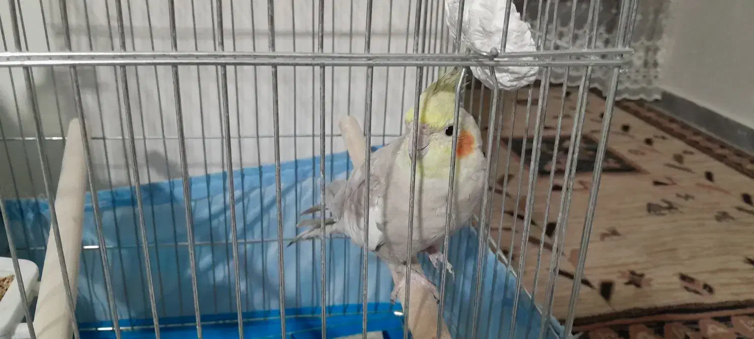 عروس هلندی نر|پرنده|ماهدشت, |دیوار