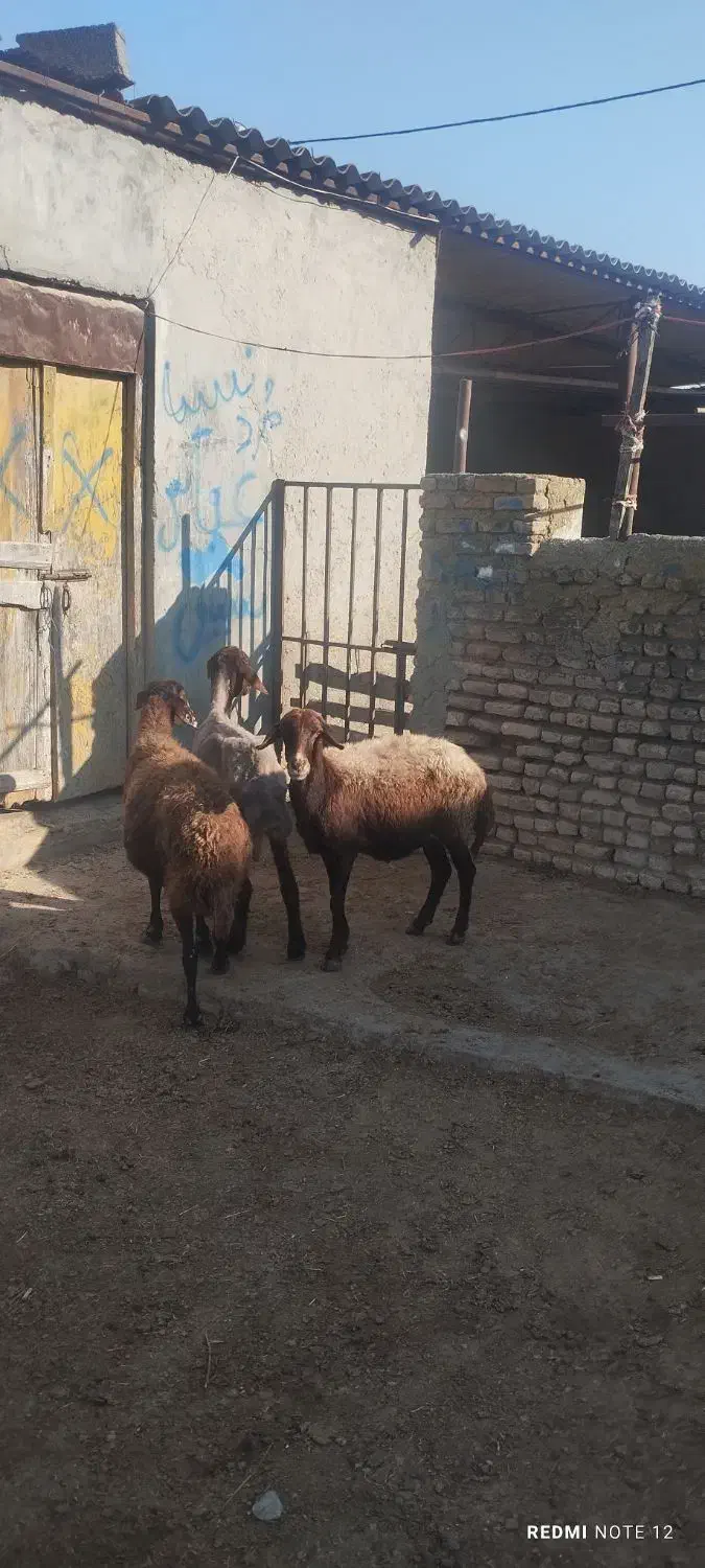 گوسفند|حیوانات مزرعه|سیمین شهر, |دیوار