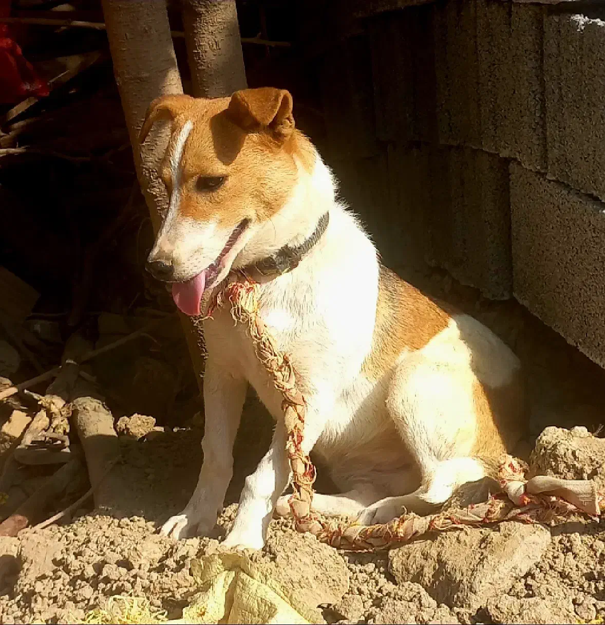 پاکوتا ماده ۶ماهه|سگ|آق قلا, |دیوار