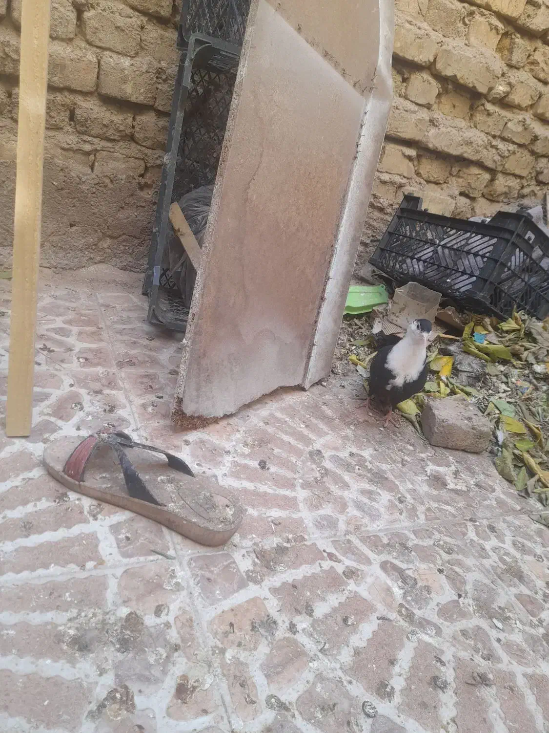 کبوتر|پرنده|یزد, |دیوار