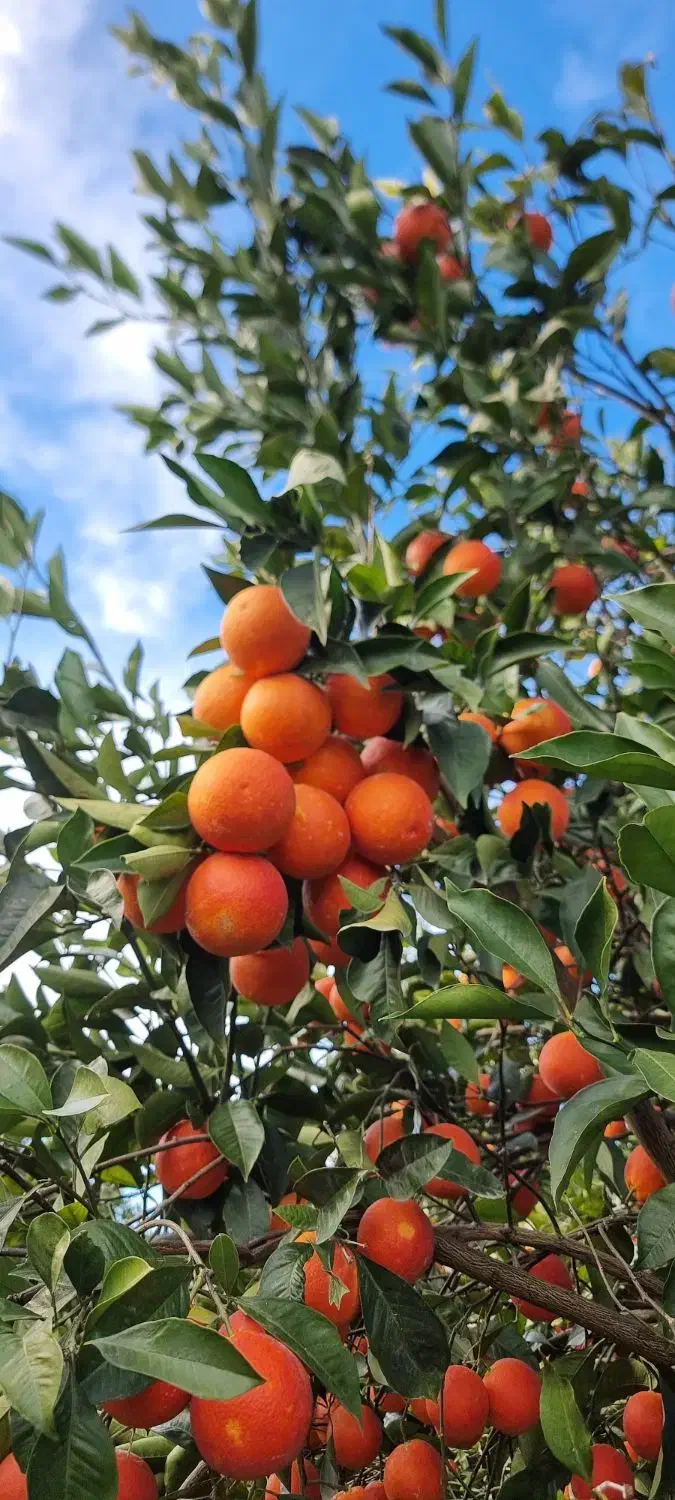 پرتقال خونی تاراکو|حراج|ساری, |دیوار