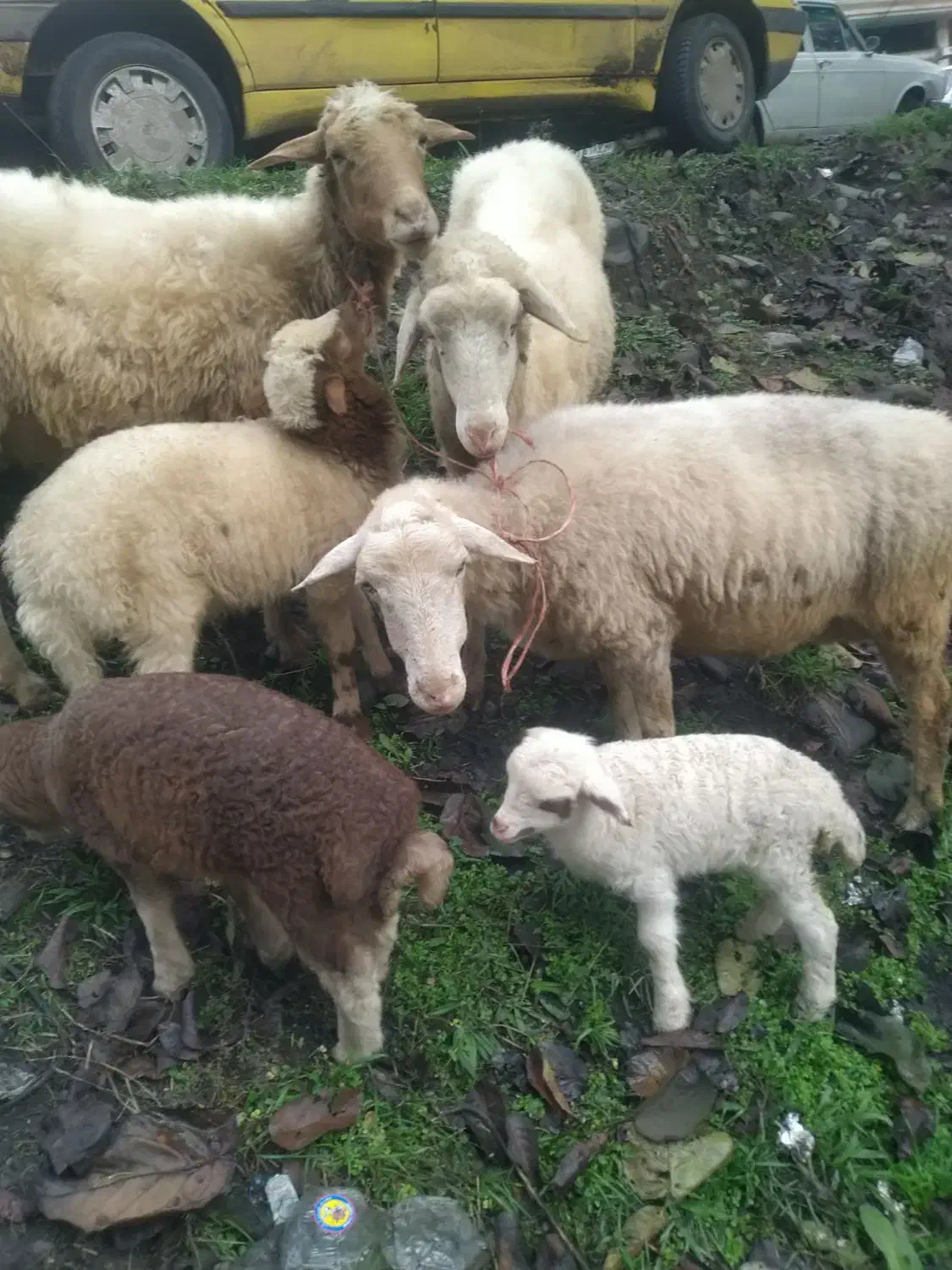 گوسفند بابره|حیوانات مزرعه|ماسال, |دیوار