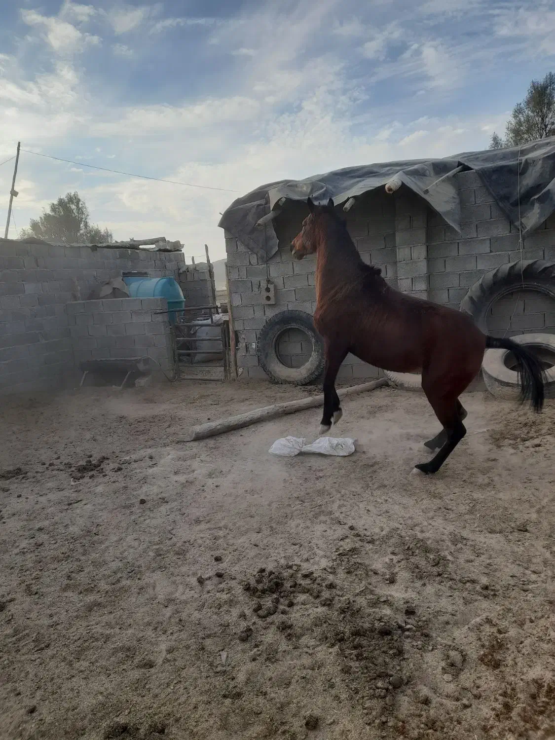 اسب مادیان|اسب و تجهیزات اسب‌سواری|فیروزآباد (فارس), |دیوار