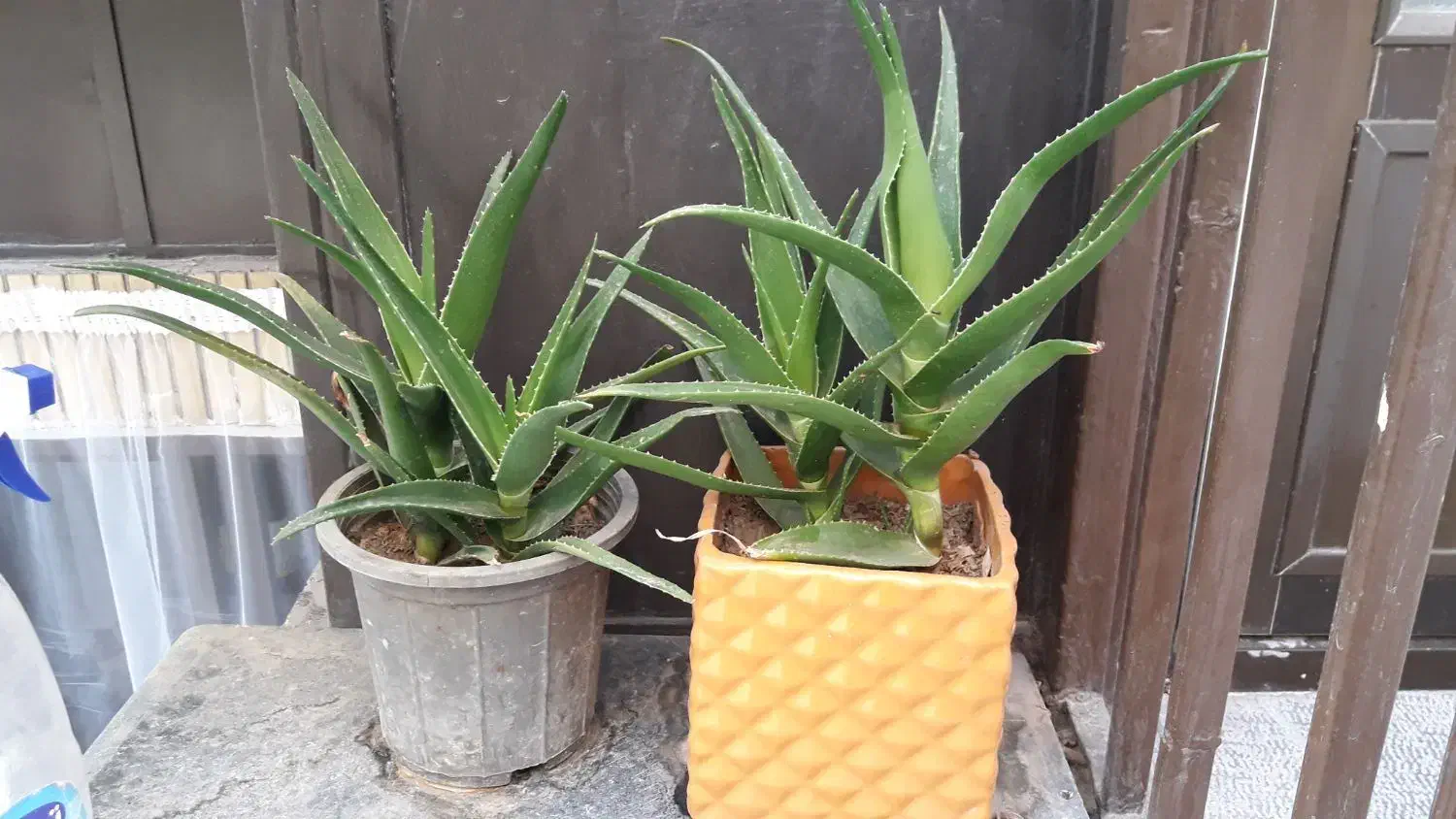 گلدون شاخ بزی|گل مصنوعی|مشهد, امام خمینی|دیوار