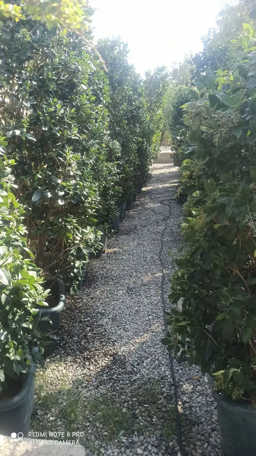 فروش درختچه پالم،یاس هلندی،سیکاس و..|خدمات باغبانی و درختکاری|تهران, شهرک غرب|دیوار