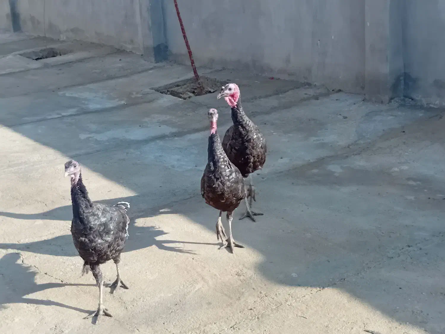 ۶ عدد بوقلمون نر سرحال|حیوانات مزرعه|ازنا, |دیوار