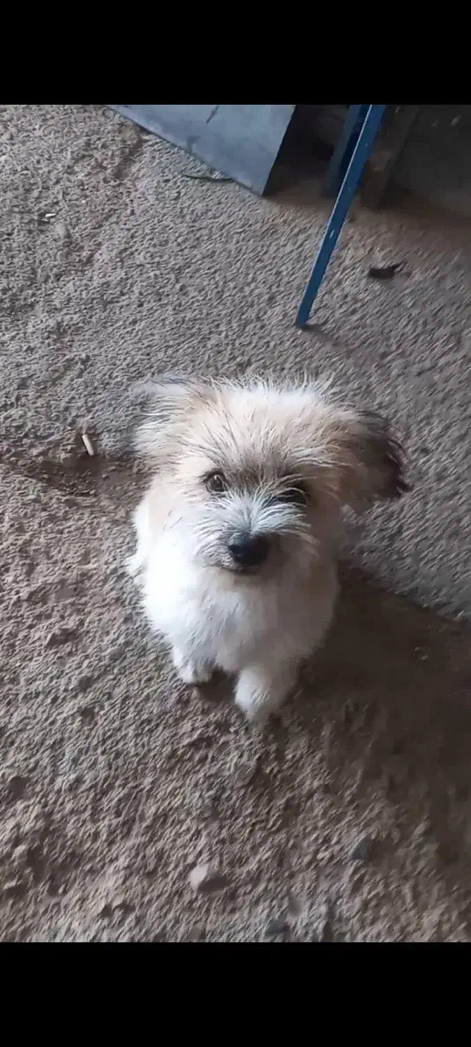 سگ گم شده|سگ|تاکستان, |دیوار