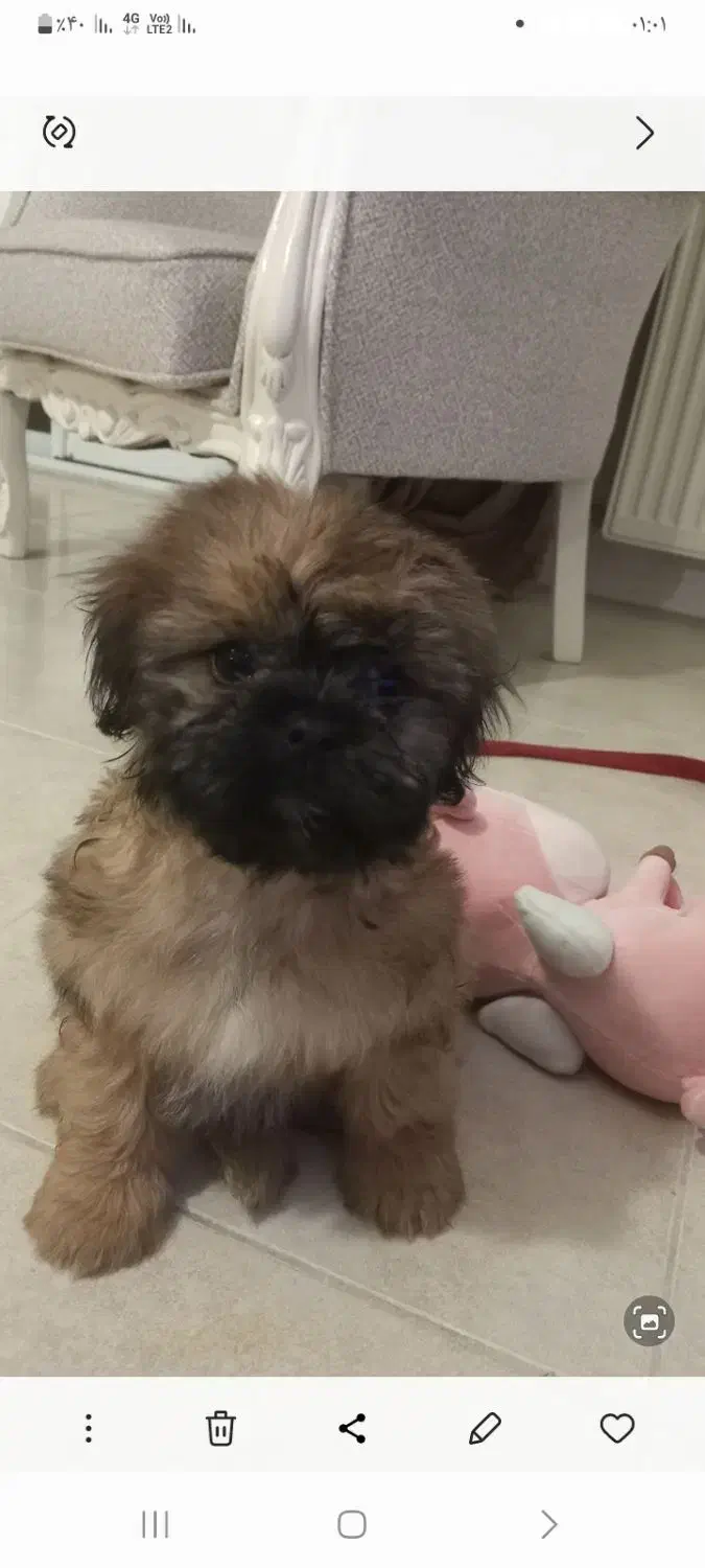 فروش سگ شیتزو فلت|سگ|چالوس, |دیوار