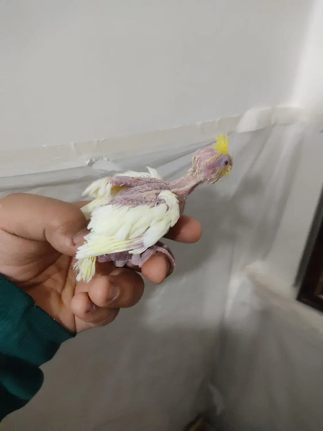 جوجه سرلاکی عروس و گل بسر|پرنده|رامهرمز, |دیوار