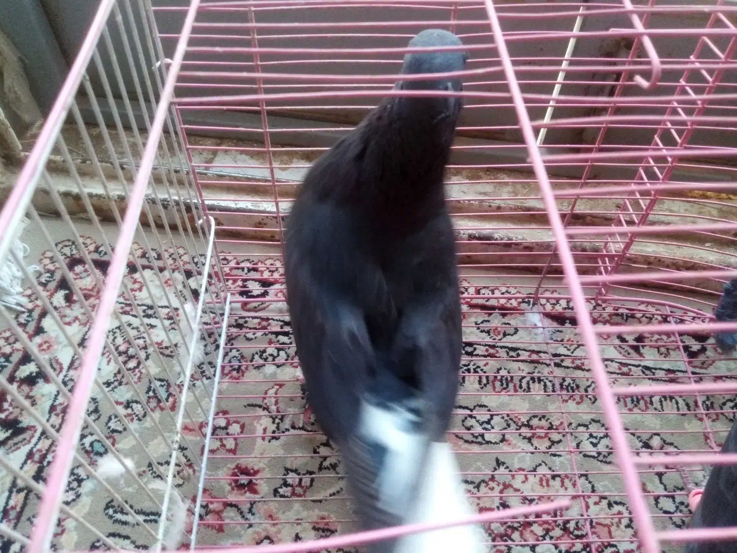 3تا ماده|حیوانات|زرند, |دیوار