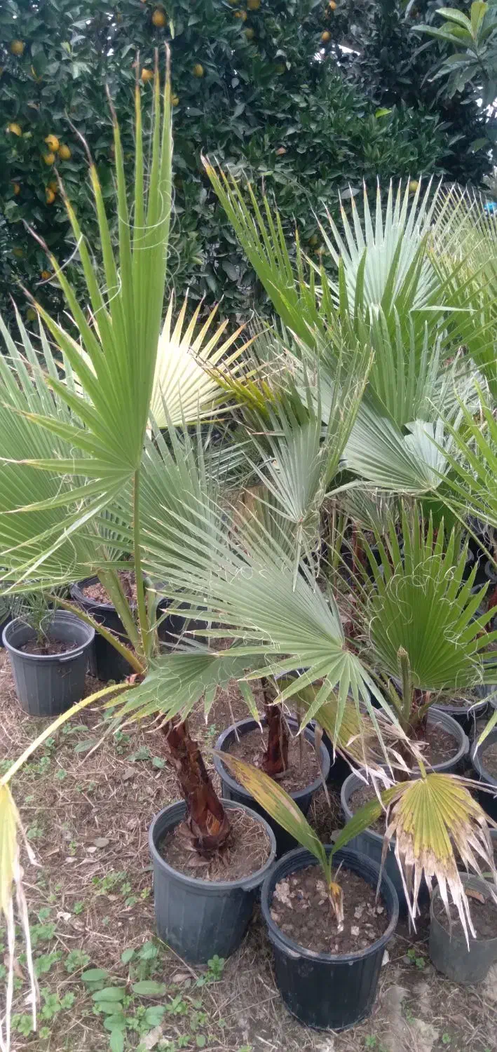 گیاهان زینتی|گل و گیاه طبیعی|کلاچای, |دیوار