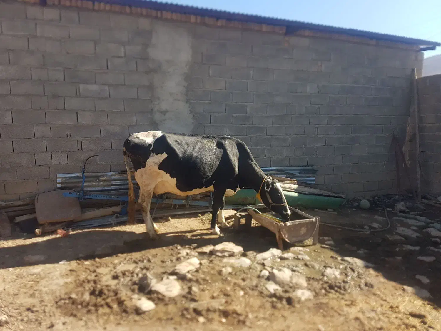 گاو و گوساله و گاو آبستن شیری جوان|حیوانات مزرعه|صحنه, |دیوار