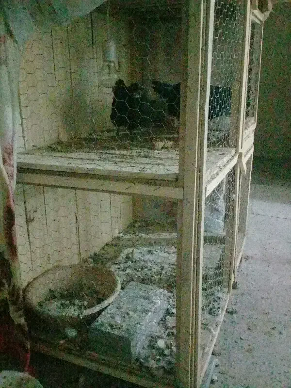 کجه دوطبقه بزرگ سالم و بدوم شکستگی|لوازم جانبی حیوانات|قم, پامنار|دیوار