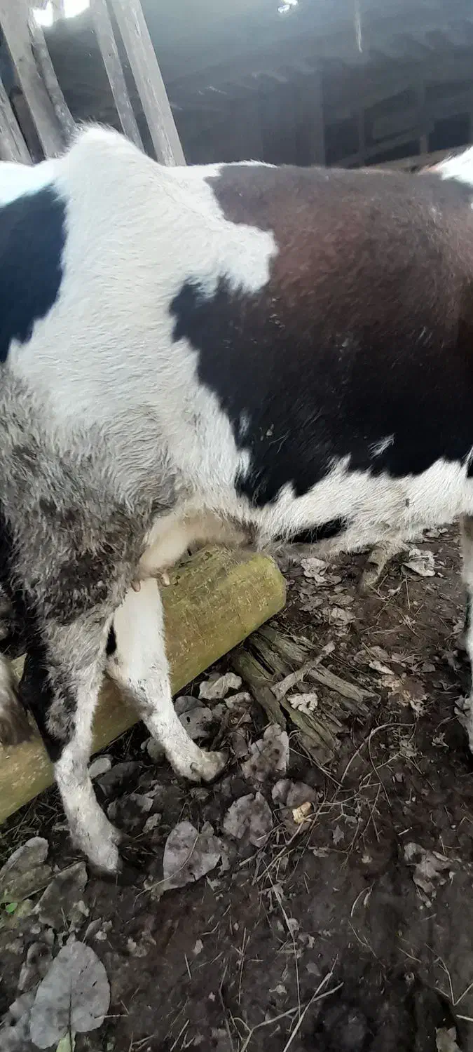 گاو|حیوانات مزرعه|صومعه‌سرا, |دیوار