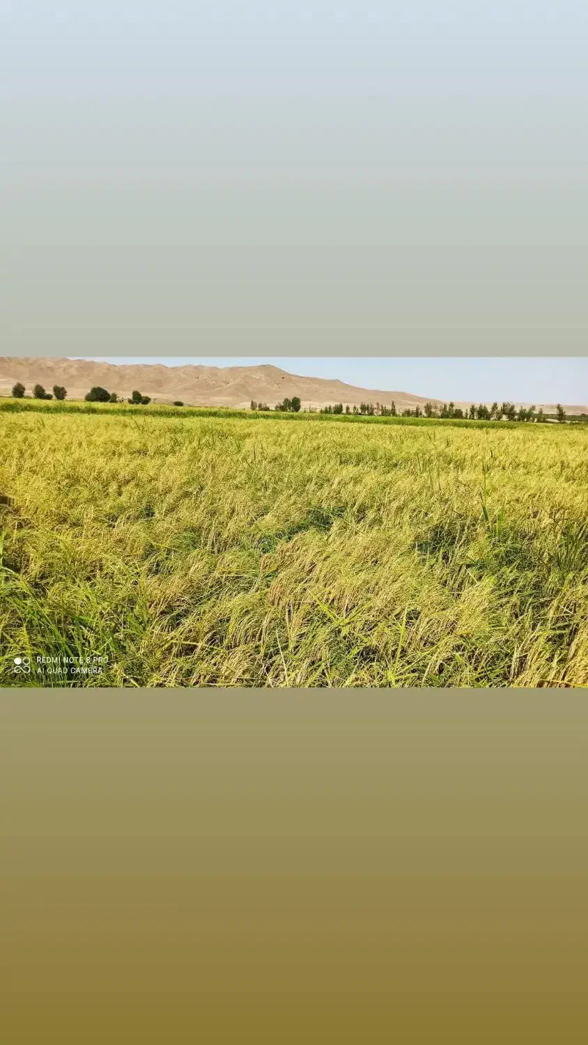 برنج هاشمی درجه یک دره رود قره‌داغ باعطروطعم|خوردنی و آشامیدنی|چهاردانگه (آذربایجان), |دیوار