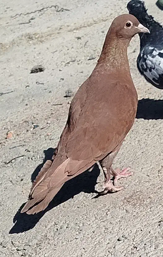 سرخ ضمانتی|پرنده|بردسیر, |دیوار