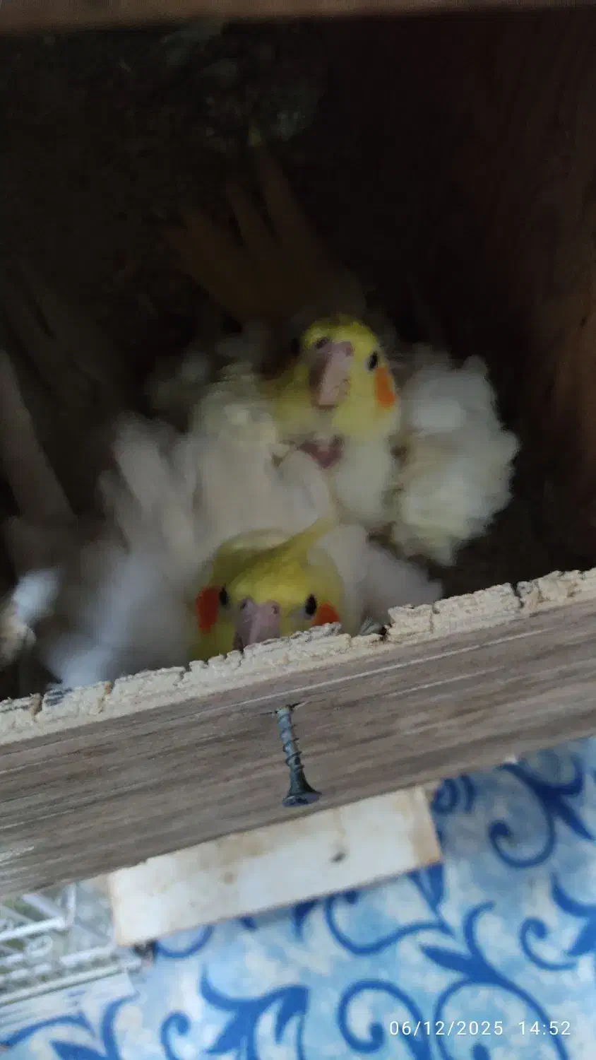 عروس هلندی لوتینو مولد|پرنده|بندر ماهشهر, |دیوار