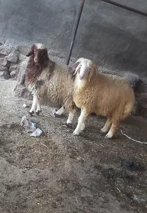 دوعدد بره نر و ماده|حیوانات مزرعه|باوی, |دیوار